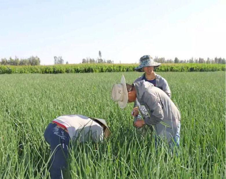 殺蟲(chóng)劑消泡劑應(yīng)用圖 殺蟲(chóng)劑消泡劑應(yīng)用圖